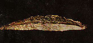 schiff.jpg (10854 Byte)